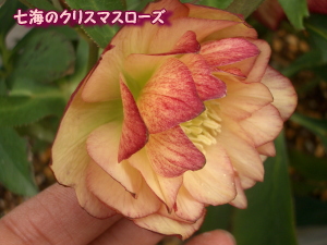 c0025140_1224245.jpg