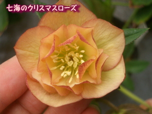 c0025140_1225559.jpg