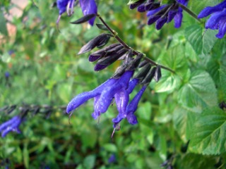 e0110940_7311572.jpg