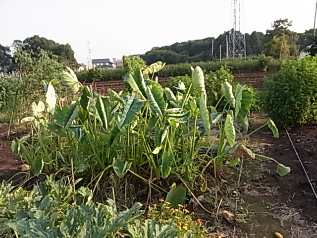 d0160852_846281.jpg