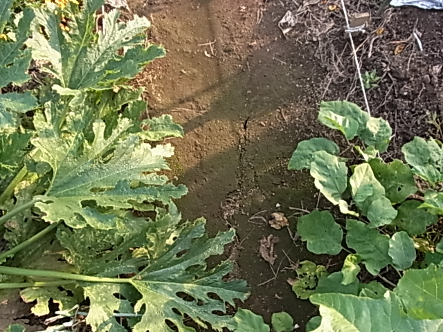 d0160852_8493364.jpg