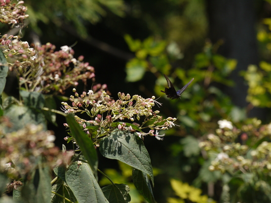 d0091754_0195744.jpg