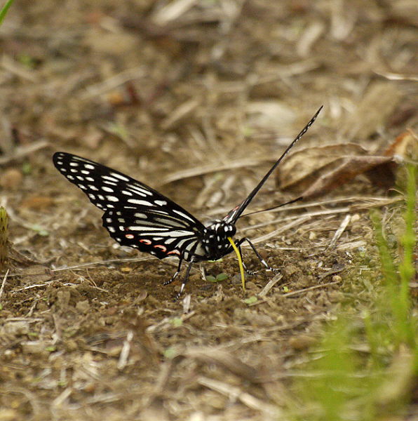 d0091754_0243376.jpg
