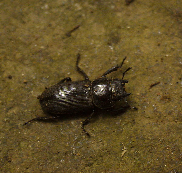 d0091754_0312612.jpg