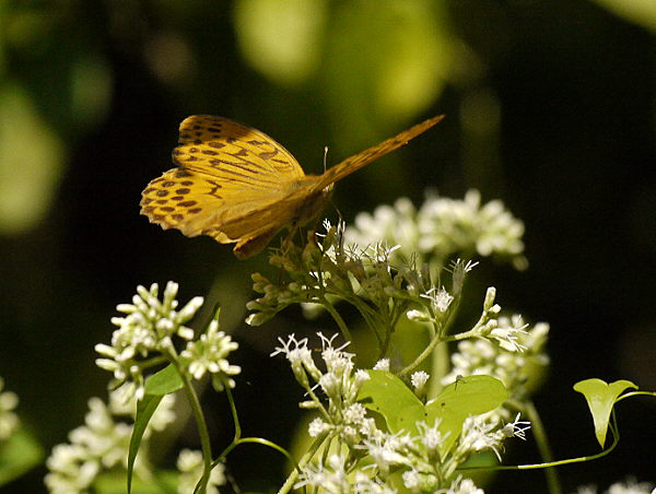 d0091754_094766.jpg