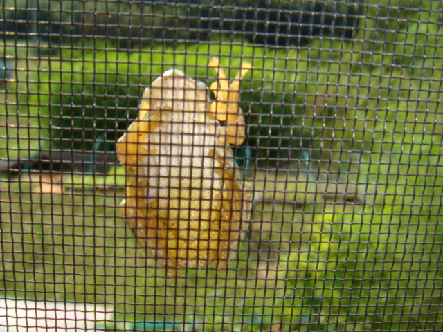 c0074157_2049259.jpg
