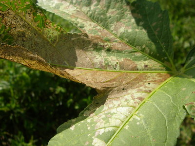 e0181260_2326312.jpg
