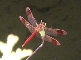 e0118274_20283859.jpg