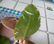 f0237680_1144415.jpg