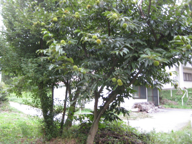 c0119385_1739230.jpg