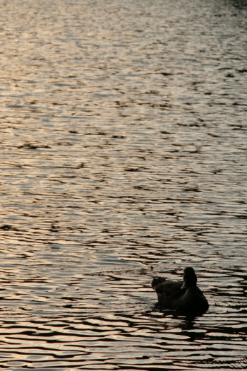 d0133693_2315020.jpg