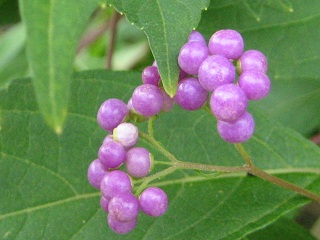 f0077807_17481188.jpg