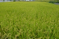 f0221708_1334053.jpg