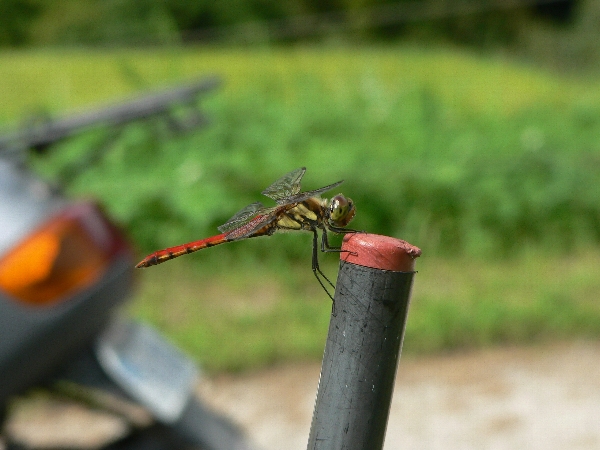 e0002314_21204474.jpg