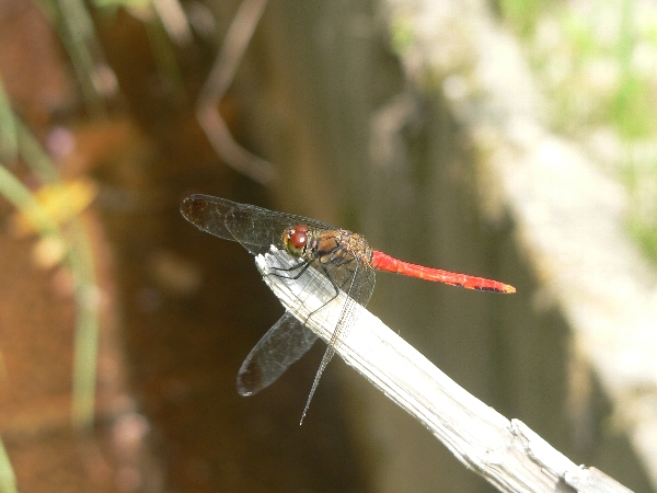 e0002314_21211064.jpg