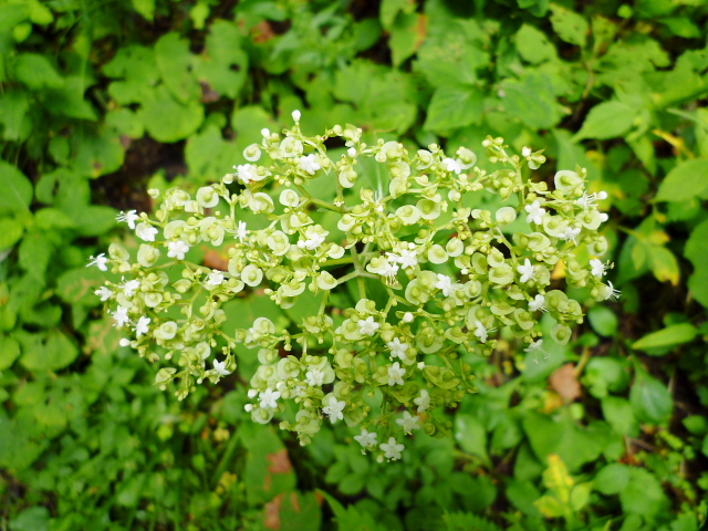 d0170615_8171716.jpg