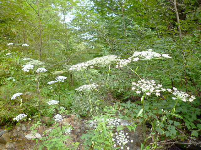 d0170615_8192248.jpg