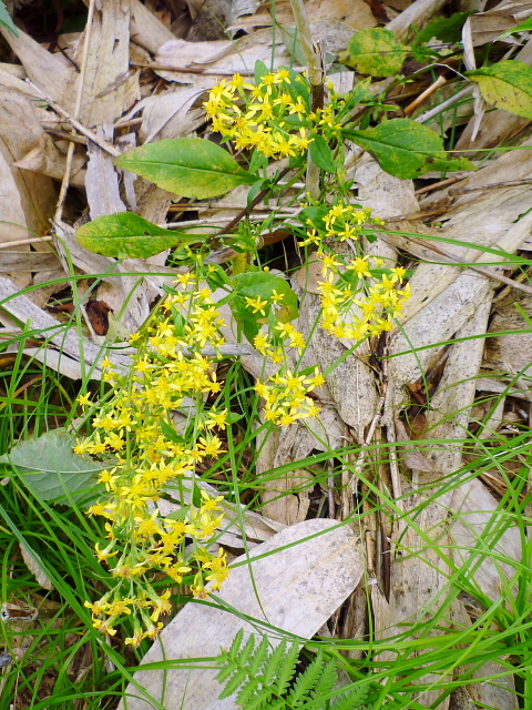 d0170615_8222554.jpg