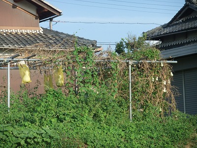 e0173645_118818.jpg