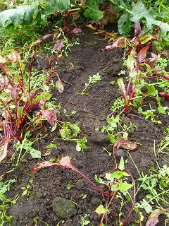e0004756_2117116.jpg