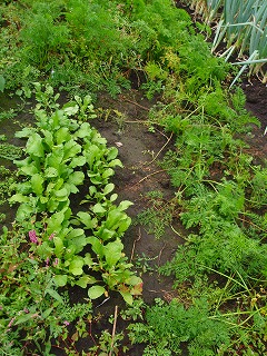 e0004756_21193792.jpg