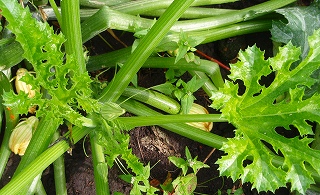 e0004756_215095.jpg