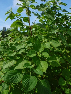 e0004756_21972.jpg