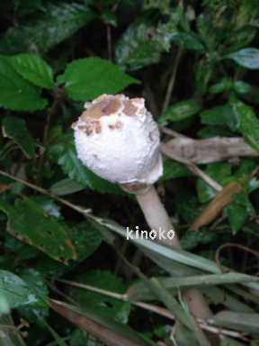 e0184558_647151.jpg