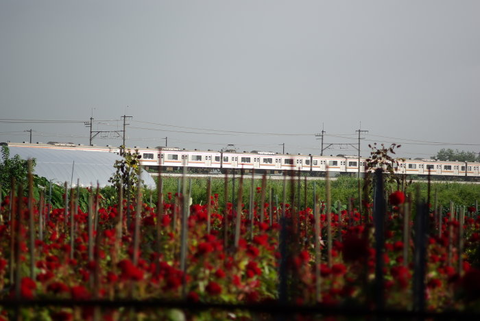 b0120979_8384685.jpg