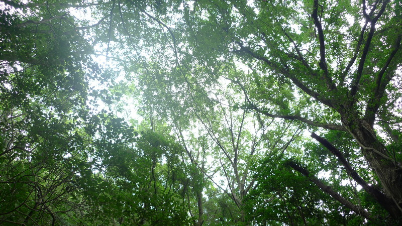 e0024081_145755.jpg