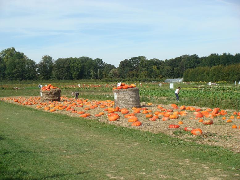 f0044892_605631.jpg