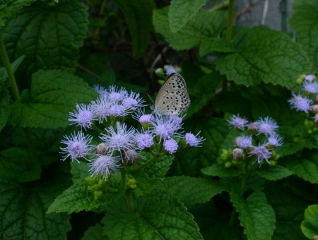 a0031000_1244751.jpg