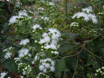 c0117007_1935663.jpg