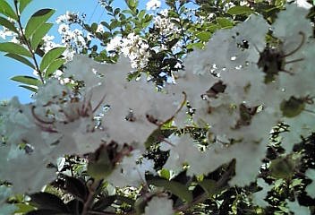 a0098027_16404580.jpg