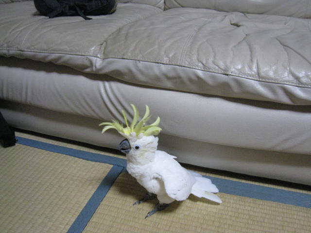 e0107730_220105.jpg