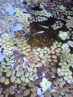 d0048332_11383259.gif