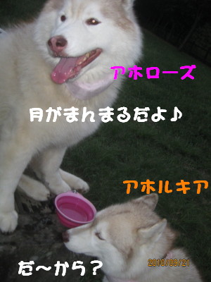 e0121548_20142087.jpg