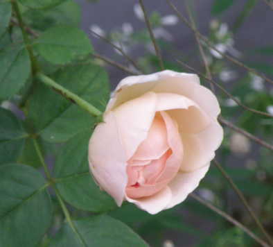e0184558_743311.jpg