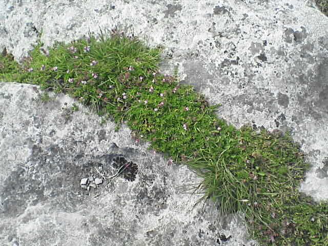 c0069380_10482757.jpg