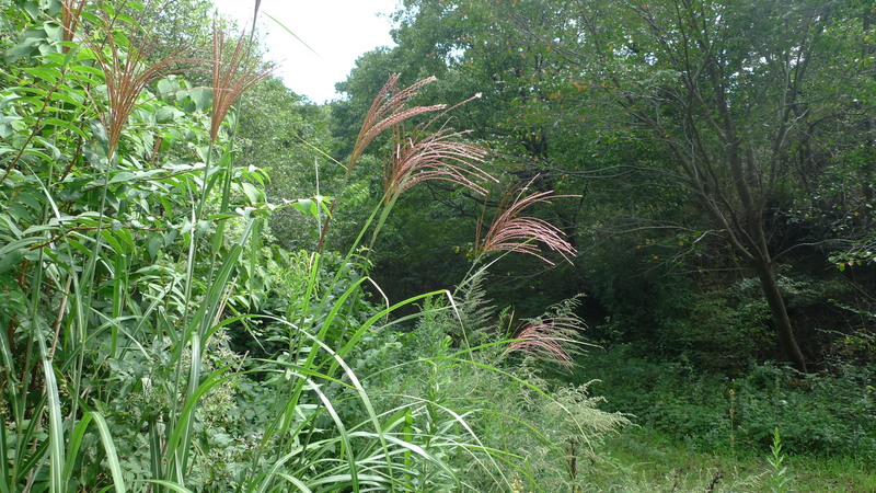 e0024081_18545645.jpg