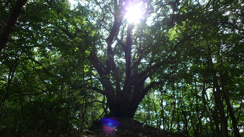 e0024081_1854912.jpg