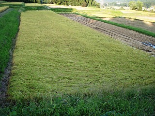c0115482_2201297.jpg