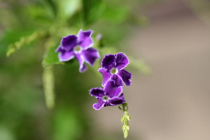 b0171185_23304821.jpg