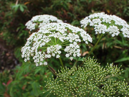 e0167593_1441982.jpg