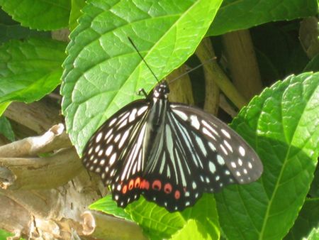 f0201297_861773.jpg