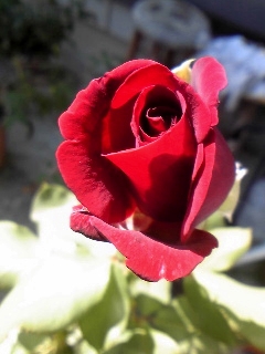 e0098908_2291520.jpg
