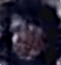e0103408_11272250.gif