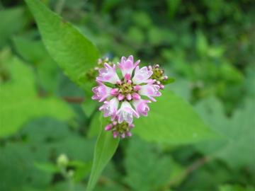 c0145209_2344668.jpg