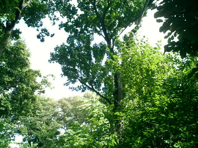 a0019212_1173634.jpg