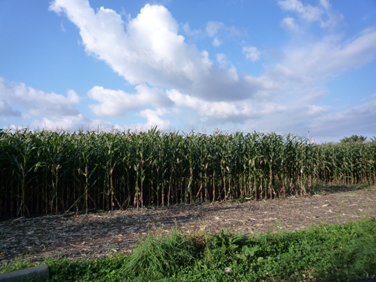 a0109914_1344686.jpg